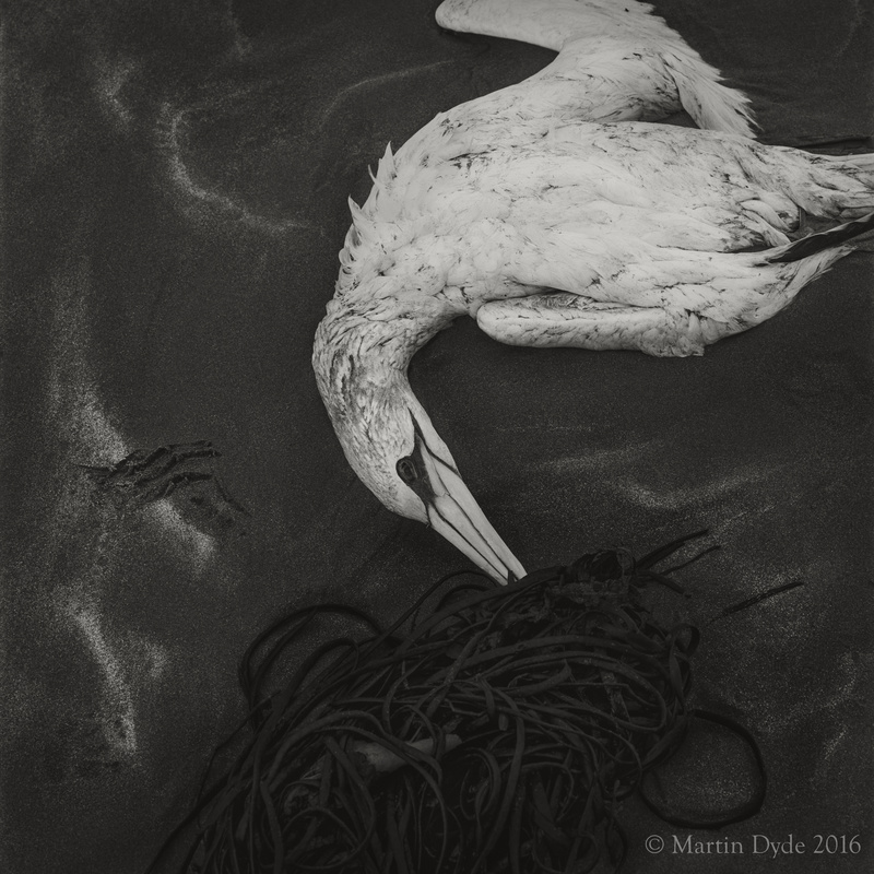 Dead gannet on beach, Broad Haven, Pembrokeshire, Wales | The Silver Monochrome: black-and-white film photography by Martin Dyde