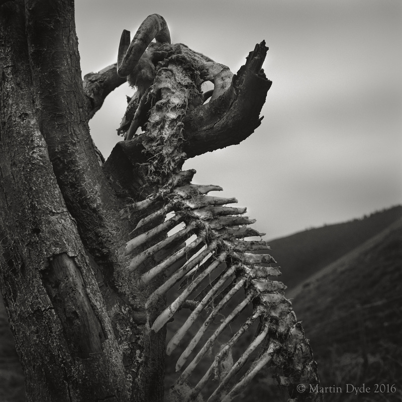 Dead sheep on Long Mynd, Shrophsire, England | The Silver Monochrome: black-and-white film photography by Martin Dyde