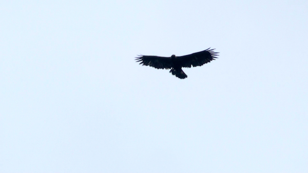 Golden Eagle | Video Still | Mangersta | Isle of Lewis | Birds of Prey