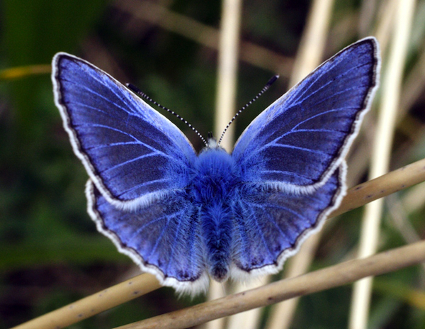 Common Blue Butterfly | Outer Hebrides | Biodiversity