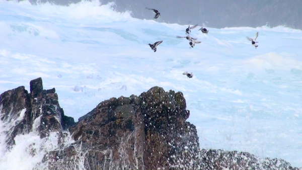 Turnstones on the Mangersta Coast | Isle of Lewis | Western Isles | Scotland