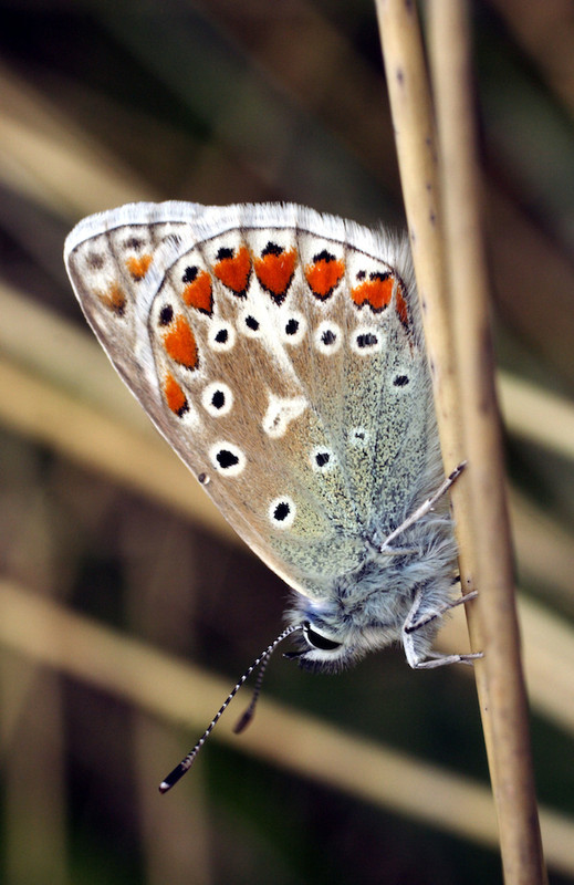 Common Blue - Hebrides