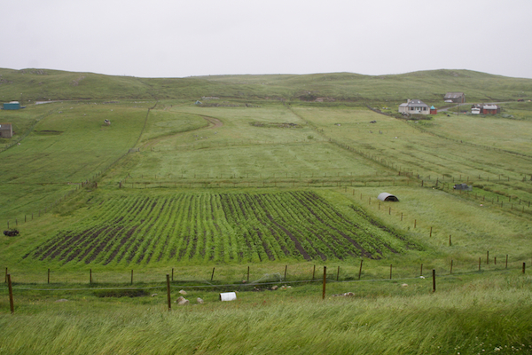 Crops Growing | Croft Fields | Crofting Scotland