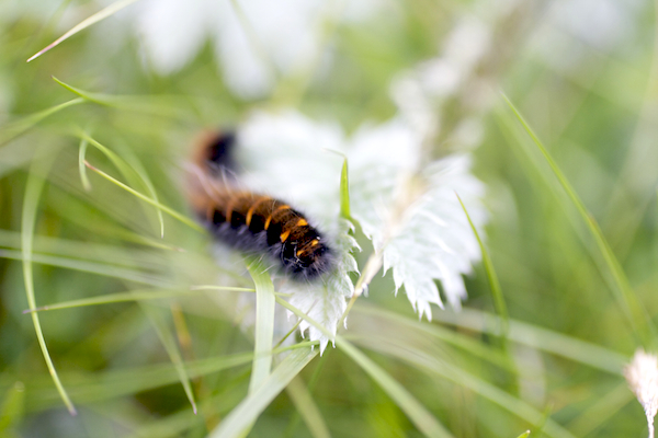 Caterpillar
