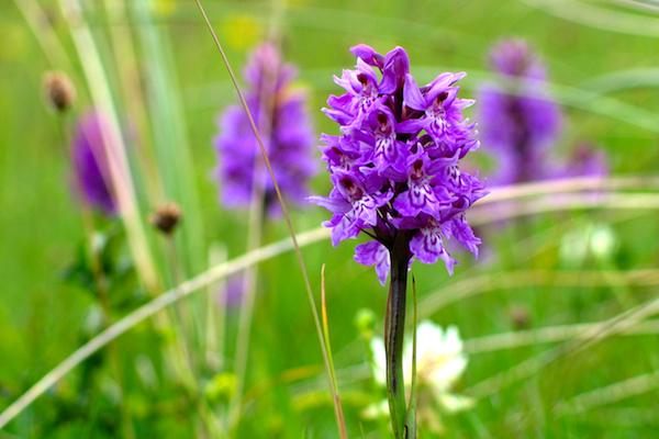 Orchid - Hebrides
