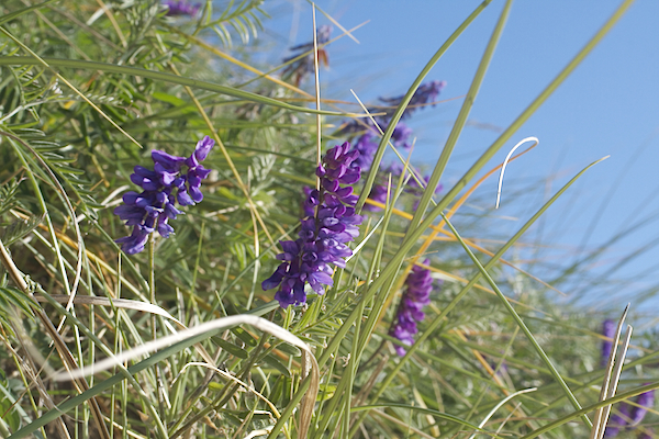 Wild Flowers in the Western Isles | Scotland | Tufted Vetch