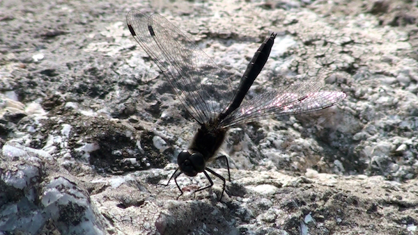 Red Darter | Dragonfly | Insects | Hebrides | Biodiversity