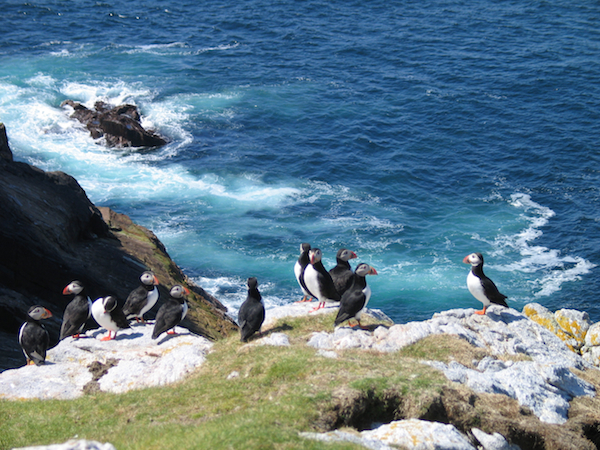 Puffins Flannan Isles - Hebrides