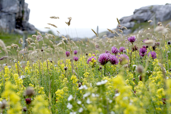 Red Clover and Lady's Bedstraw | Machair Flowers | Species Rich Grassland | Outer Hebrides