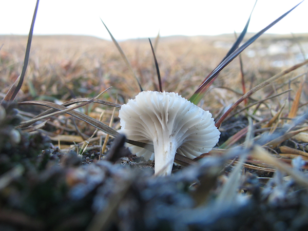 Funghi Mangersta Cliffs - Hebrides