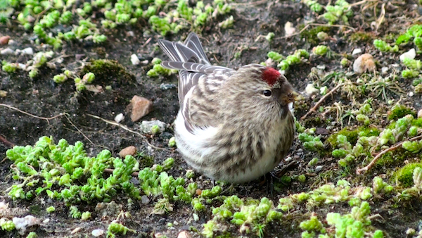 Artic Redpoll | Outer Hebrides | Birding | Biodiversity