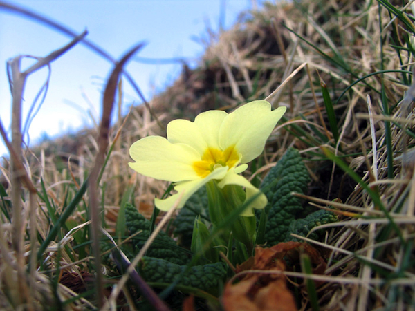 First Primrose - Hebrides