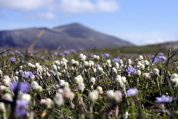 Spring Squill Mountain Everlasting - Hebrides