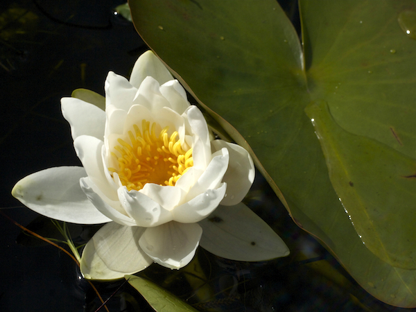 Hebridean Wild Flowers | White Water Lilly | Isle of Lewis | Outer Hebrides