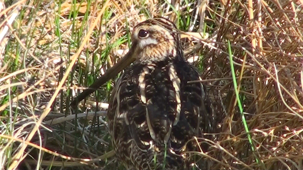 Hebridean Birds | Snipe in a Croft Ditch | Croftland Birds | Isle of Lewis