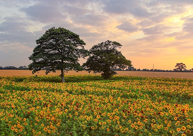 Sunflower Field - North Dublin