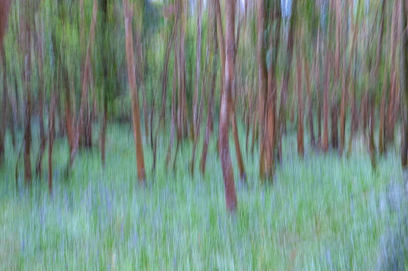 ICM Bluebells Jenkinstown Woods, Kilkenny - Fine Art Photography