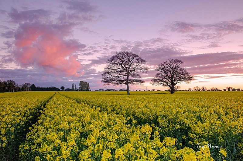 2 trees in a rapeseed field - Dublin