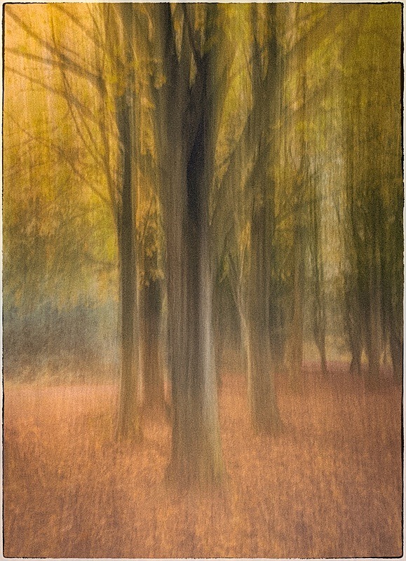 Autumn Trees - Fine Art Photography