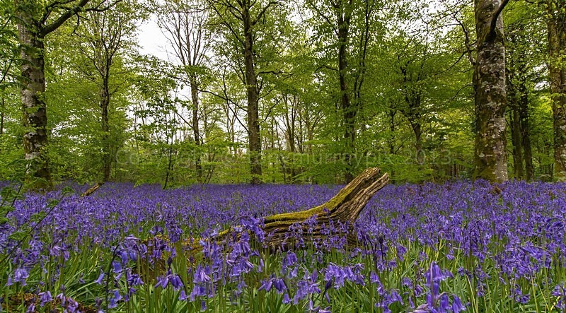 Bluebells Jenkinstown Woods, Co. Kilkenny, Ireland - Kilkenny