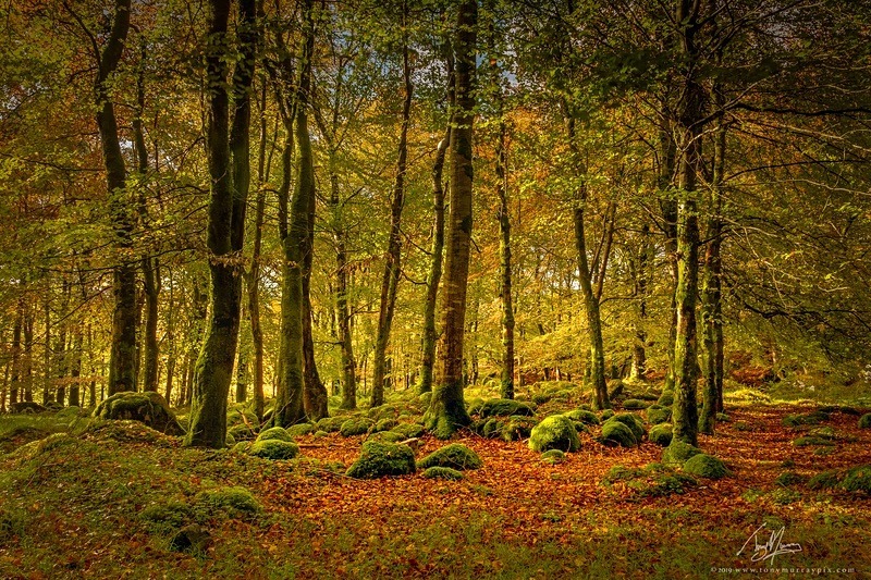 In the Woods - Wicklow
