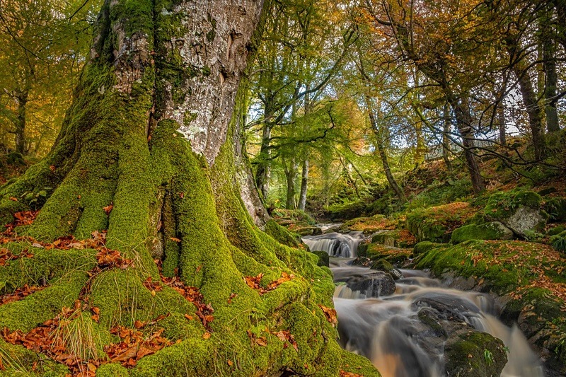 The River and the tree - Wicklow