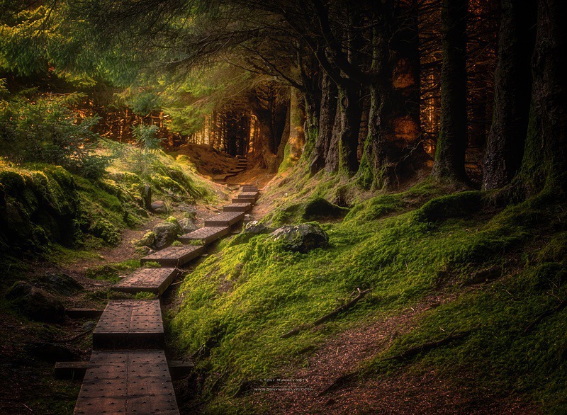 Enchanted Forest - Wicklow