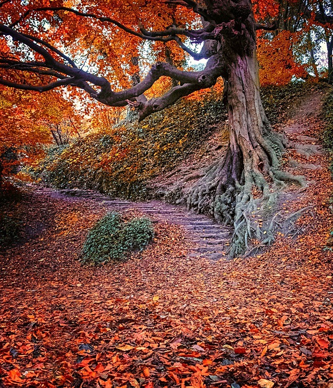 The Steps in Autumn - Dublin