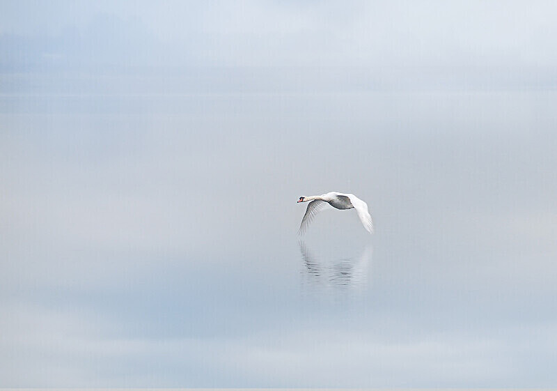 Flying Swan - Malahide