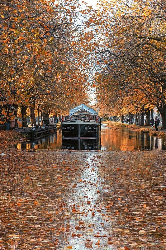 Autumn at Grand Canal, Mespil Road - Dublin