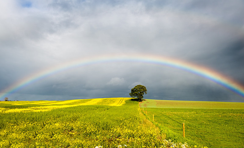 The Lonely Tree, Carlow - Carlow