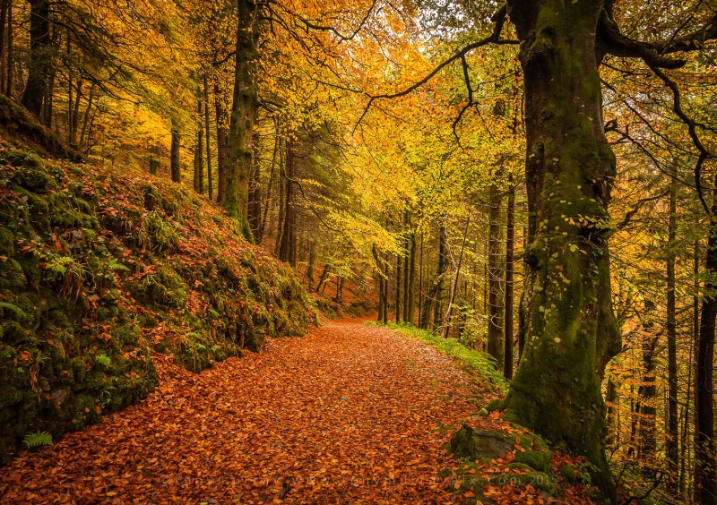 Devils Glen Walk - Wicklow