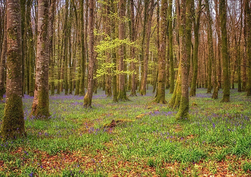 Dereen Woods, Boyle, Co. Roscommon - Sligo