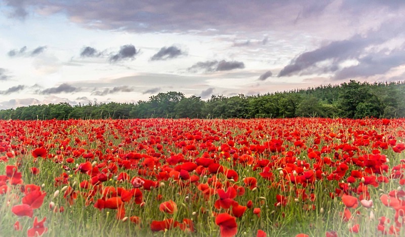 Poppy Field, Co. Carlow - Carlow