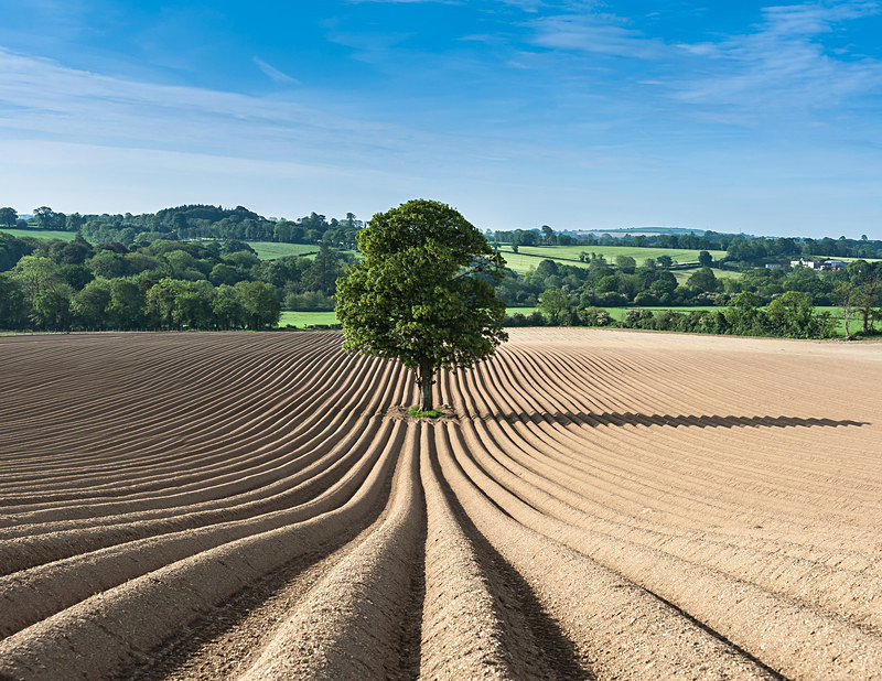 Lonely Tree - Wexford