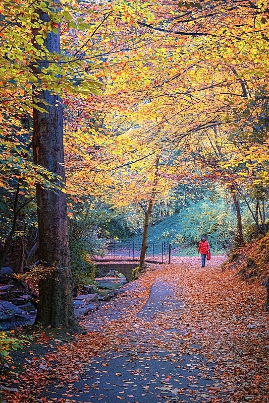 Autumn Walk - Dublin