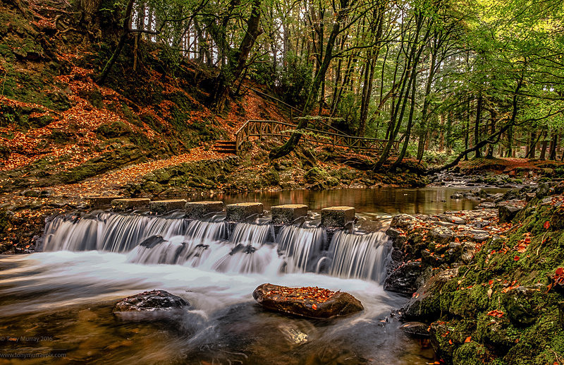 Tollymore Forest Park - Tollymore Forest Park
