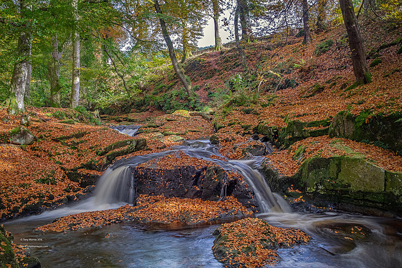 A river runs through it - Wicklow