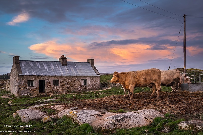 Sunset on a Farm in Claddaghduff - Galway