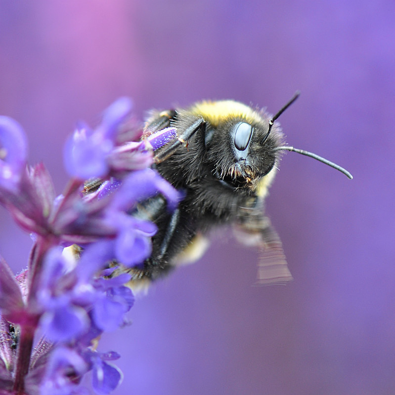 Bee - Nature