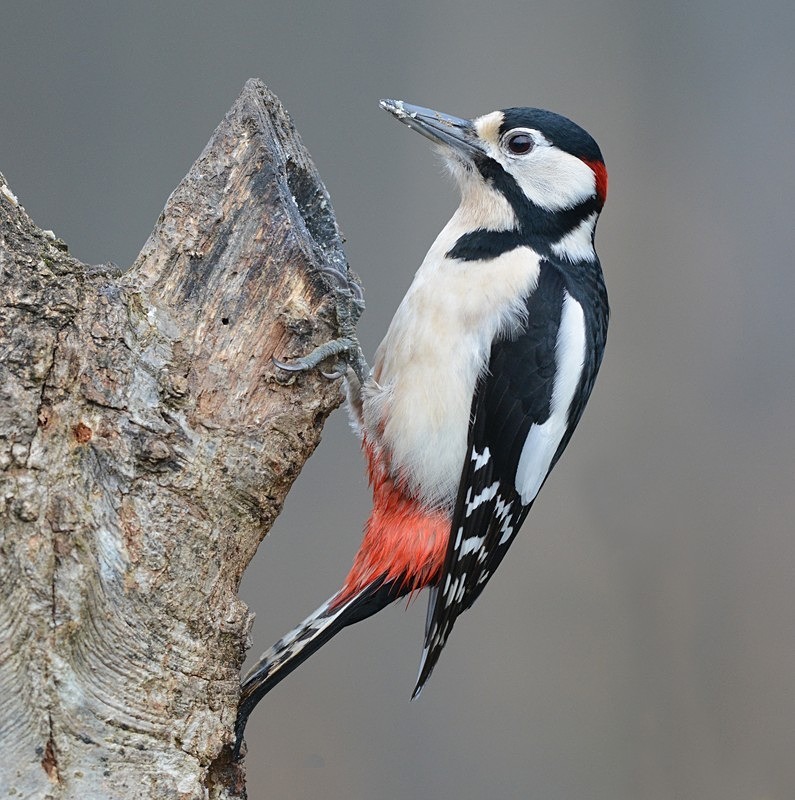 Great Spotted Woodpecker - Birds