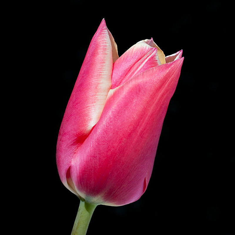  - Flowers