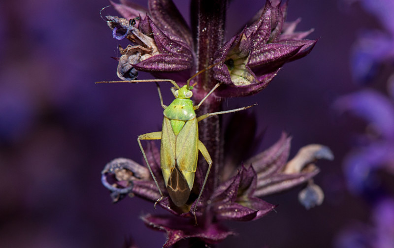 Shield bug