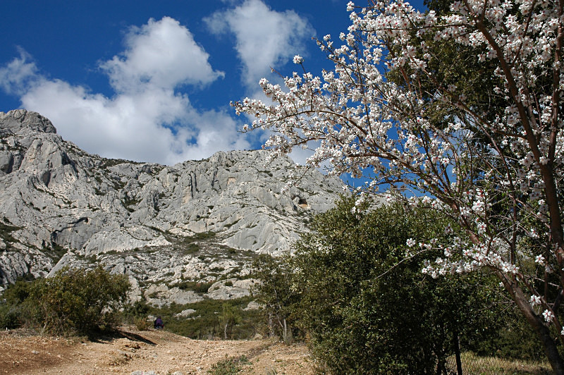 Cezanne Country, France - Trees & Landscape