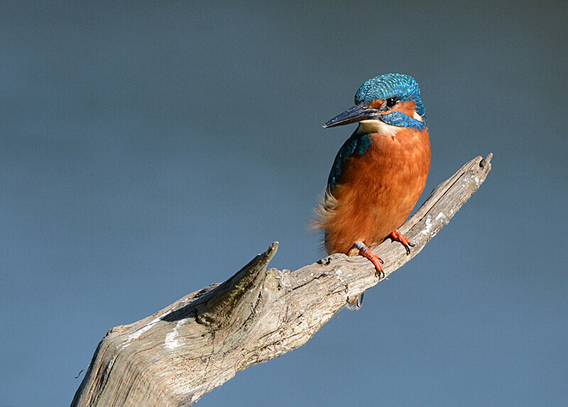 Kingfisher1 - Birds