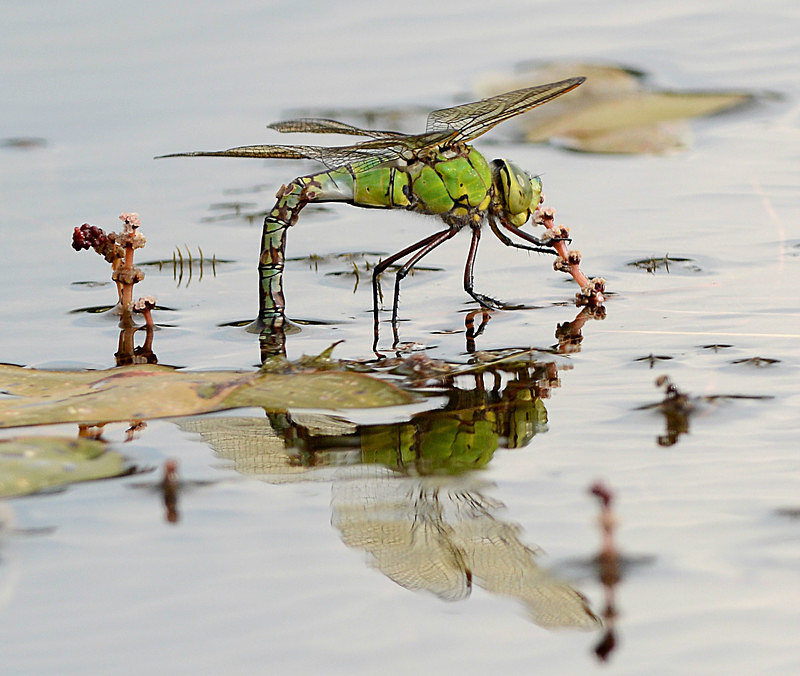 Southern Hawker Dragonfly 1 - Nature