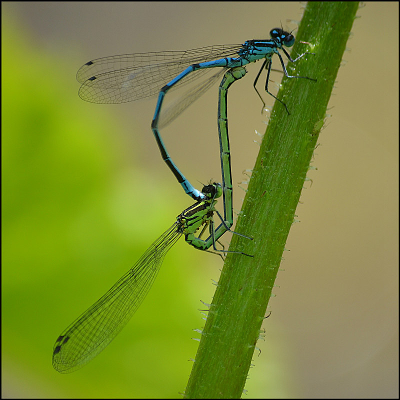 Damsel Flies - Nature