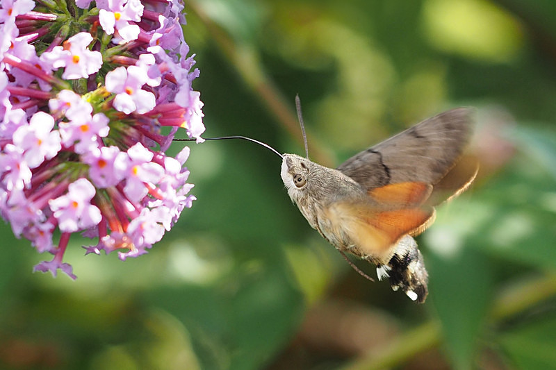 Hummingbird Hawkmoth - Nature