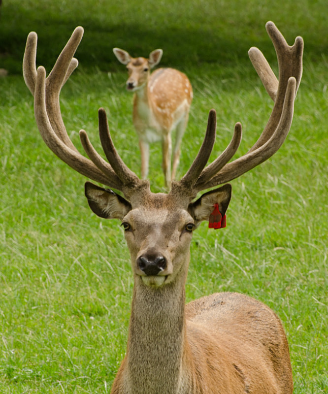 Red Deer - Nature
