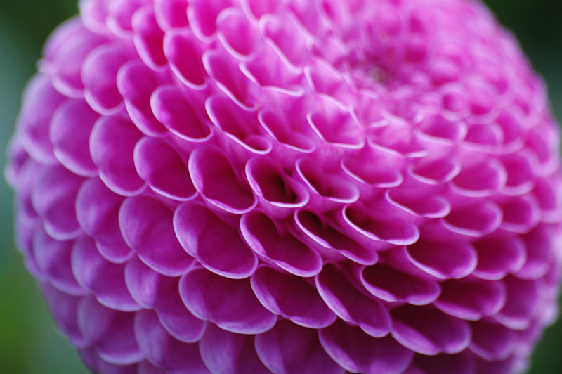  - Flowers